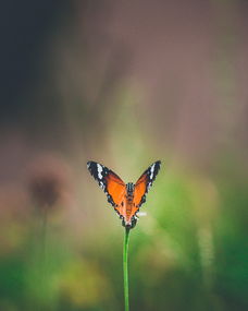 世界上最靓丽的图片大全,蝴蝶图片大全（十大最美的蝴蝶图片）