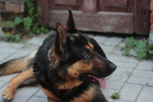 宠物虾十大排名，宠物虾有哪些