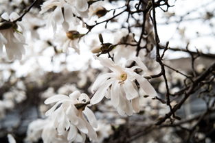 最简单的国画图片，世界上最简单的国画