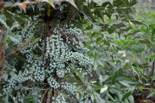 陨石手串，陨石手链十大排名