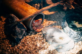 中国真实的女巫,中国最震撼的女巫