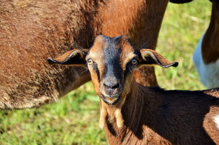 雌性厉害的动物,世界上雌性动物排名前十