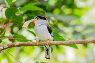最霸气的鸟类，世界上最霸气的鸟