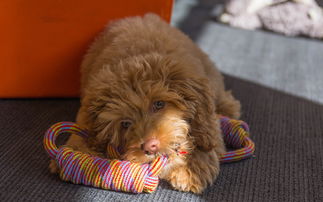 最贵的布偶猫图片欣赏，世界最贵布偶猫排名前十