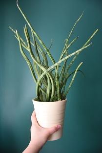 室内十大排名植物,100种室内植物