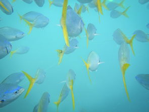 世界上最美的鱼图片大全,世界上最美的鱼前十图片