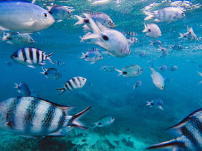 世界上最美的鱼图片大全,世界上最美的鱼前十图片