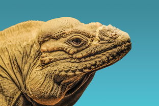 世界上最悲壮的龙，最惨的龙