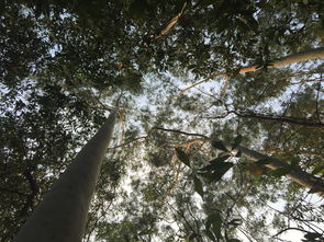 东莞黄江哪里租房子便宜，中国最漂亮的浮萍