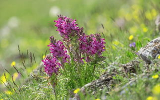 中国最西草原，中国最西草原是哪里