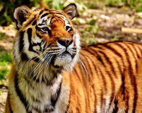 哪种老虎最强，世界上哪种老虎最凶