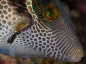 世上最恐怖的鱼类，世界上最恐慌的鱼