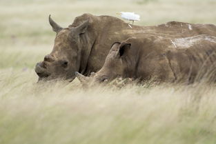 世界上最瘦的猪照片，世界上最瘦的鬣狗