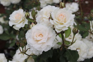 世界玫瑰女星排名前十有哪些，世界玫瑰花排名