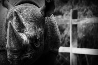 世界上腹肌最强壮的人，世界上最古怪腹肌