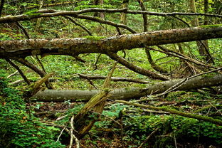 世界上最长的树林排名前十，世界最长的树龄