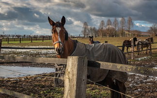 世界上最致命的骡子，世界上最致命的骡子图片