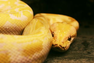 世界上最粗的是多少，世界上最粗的蛇十大排名