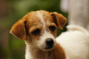 十大排名狼犬品种，十大排名狼犬品种有哪些