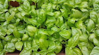 青豆的种子是什么，青帮豆的种子十大排名