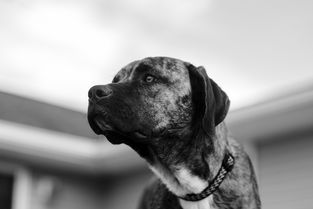 世界上最狠的犬种，世界上最凶狠的狗是什么品种
