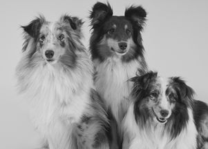 10大猎犬,单猎犬十大排名