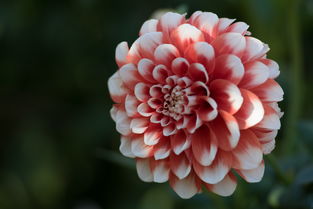 世界上最漂亮的花是什么花，世界上最漂亮的花是啥