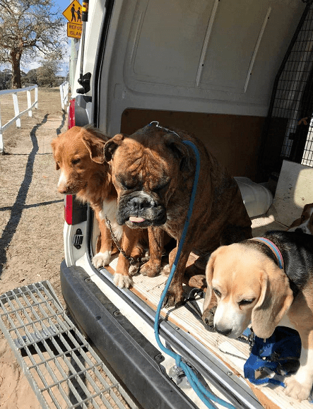 遛狗赚钱是什么套路,遛狗赚钱是真的吗