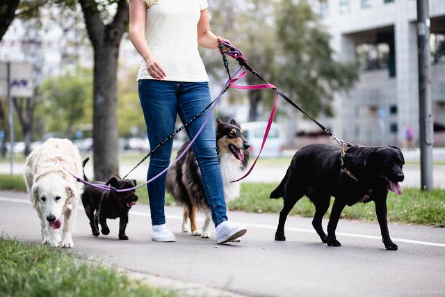 遛狗赚钱是什么套路,遛狗赚钱是真的吗